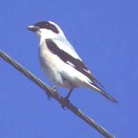 Lesser Grey Shrike