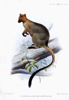 dendrolagus bennettianus