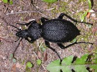 Carabus gigas gigas