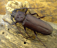 Prinobius myardi proksi