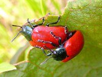 Chrysomela populi