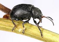 Bromius obscurus