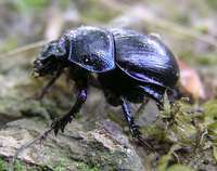 Anoplotrupes stercorosus
