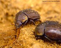 Aesalus scarabaeoides