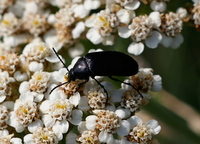 Podonta nigrita