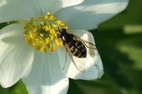 Dasysyrphus pauxillus