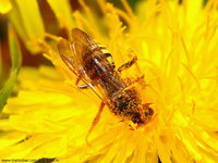 Nomada zonata