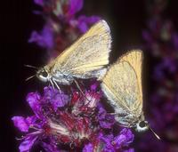 Thymelicus lineola - Essex Skipper