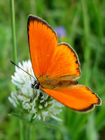 Lycaena virgaureae - Scarce Copper