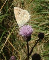 Polyommatus daphnis - Meleager's Blue