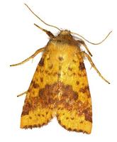 Xanthia togata - Pink-barred Sallow