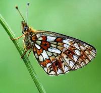 Boloria selene - Small Pearl-bordered Fritillary