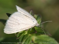 Sitochroa palealis