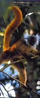 photograph of a ruffed lemur : Varecia variegata