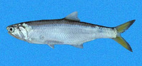 Lycengraulis poeyi, Pacific sabretooth anchovy: fisheries