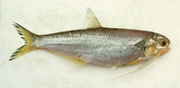 Thryssa setirostris, Longjaw thryssa: fisheries, bait
