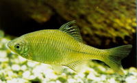 Rhodeus amarus, Bitterling: aquarium, bait