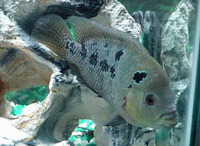 Cichlasoma trimaculatum, Three spot cichlid: aquarium