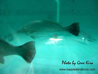 Totoaba macdonaldi, Totoaba: fisheries, gamefish