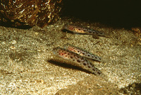 Thorogobius ephippiatus, Leopard-spotted goby: