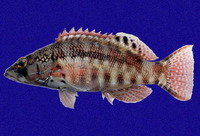 Serranus psittacinus, Barred serrano: