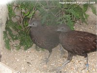 Bronze-tailed Peacock-Pheasant Polyplectron chalcurum