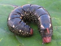 Hyles gallii - Bedstraw Hawk-moth