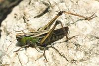 Stenobothrus lineatus - Stripe-winged Grasshopper