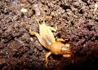 Gryllotalpa africana