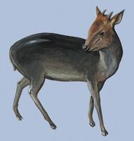 Image of: Cephalophus niger (black duiker)