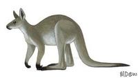 Image of: Macropus giganteus (eastern gray kangaroo)