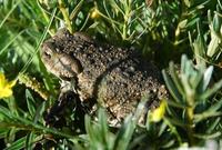 Image of: Bufo gargarizans