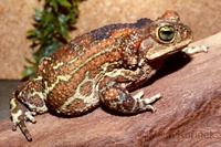 Bufo peltocephalus