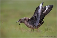 Stercorarius skua - Great Skua