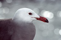 Larus heermanni - Heermann's Gull