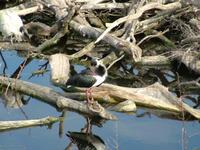 Threskiornis spinicollis - Straw-necked Ibis