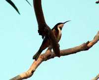 Acanthorhynchus tenuirostris - Eastern Spinebill