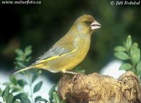 Carduelis chloris - European Greenfinch