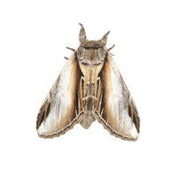 Image of: Pheosia rimosa