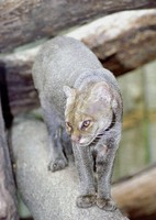 Herpailurus yaguarondi - Jaguarundi