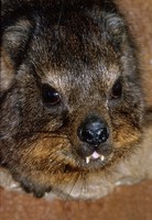 Procavia capensis - Common Rock Hyrax