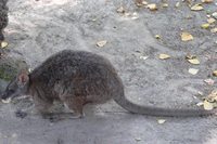 Macropus parma - Parma Wallaby