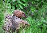 Marmota monax - Woodchuck