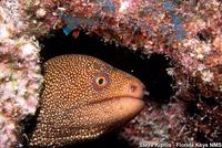 Gymnothorax miliaris - Bastard Eel