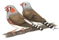 Image of: Taeniopygia guttata (zebra finch)