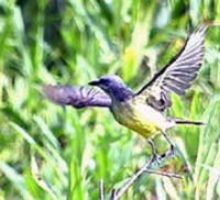 Image of: Tyrannus melancholicus (tropical kingbird)