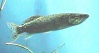 Image of: Hepsetus odoe (pike characid)