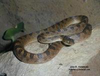 Image of: Leptodeira septentrionalis (cat-eyed snake)