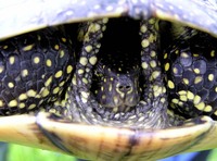 Emys orbicularis - European Pond Turtle