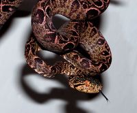 Corallus hortulanus - Amazon Tree Boa